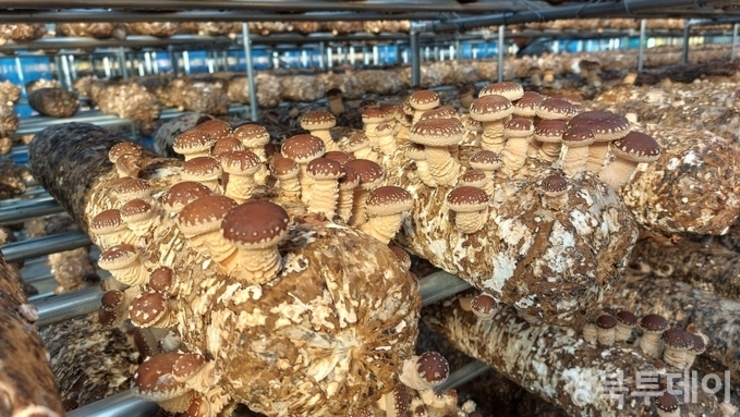 울진군, 울진녹색농업대학‘청년창업농업대전환과’모집